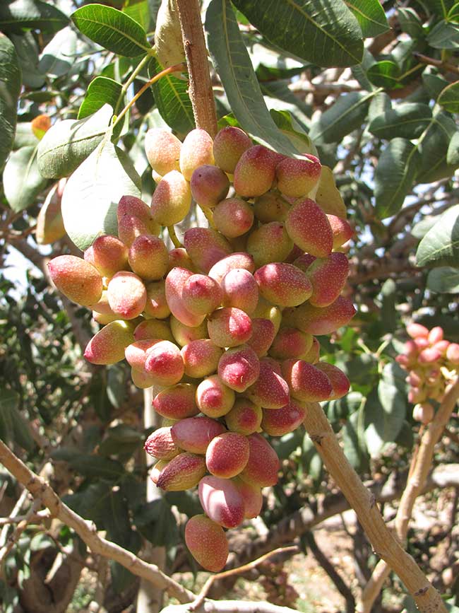 pistachio botany