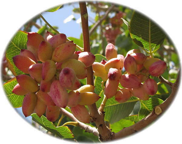 About Iran Pistachio