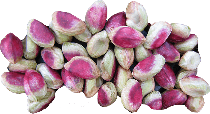 Pistachio