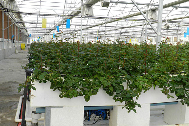 بستر هیدروپونیک